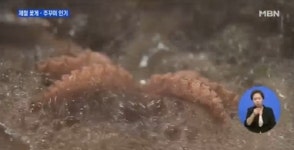 주꾸미 효능, 타우린 성분이 해독 기능 강화시켜…