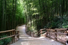 5월 축제 정보 담양 대나무축제 개막, 시원한 대숲 가운데에서 황금연휴 즐기자