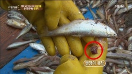 [리얼다큐숨] 밴댕이가 밴댕이 소갈딱지 된 이유는? 아하