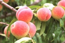 복숭아 칼로리 34kcal, 효과 살펴보니…다이어트에 좋은 과일 ‘오호라’