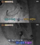 동물농장 치타 출산현장, 국내 최초로 성공…감격