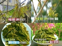 <천기누설> 옻순 장아찌, 위염에 효과적 ‘주목’