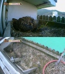 ‘동물농장’ 수리부엉이의 스파르타 교육…‘넘치는 모정’