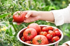 토마토와 한식의 이유 있는 건강한 궁합