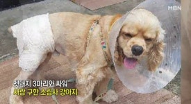멧돼지 격투 충견 태양이…수술비 없어 통원치료만 받아