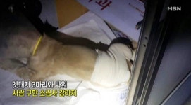 멧돼지 격투 충견 태양이…수술비 없어 통원치료만 받아