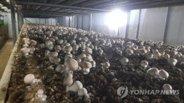 충남 농산물 중 소득 1위 양송이버섯...시설 배추의 54배