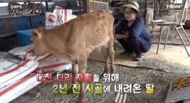 사노라면 자신의 뒤를 이어 소 인공수정사가 된 딸을 외면하는 아빠의 사연은?
