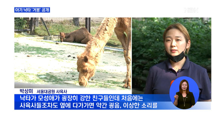서울대공원서 단봉낙타 '거봉' 탄생…야생종은 전멸 | 포토뉴스