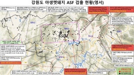 강원서 ASF 감염 멧돼지, 1두 포획 폐사체 5두 잇달아 발견