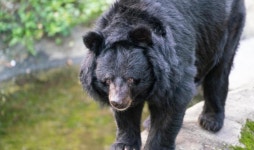 미국 몬태나주서 캠핑하던 여성 곰 공격 받아 사망