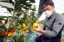 수도권산 감귤 등장, 온난화 증거일까?…아직은 아니다