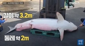 강원 고성서 청상아리 출몰…해경, 어업인·레저객에 안전 활동 당부