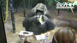 세계 2번째 장수 고릴라, 안락사로 64년생 마감…후손 50마리 남겨