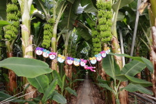 [남도찰칵] 전남 보성에 바나나가 주렁주렁