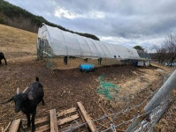 비 오면 염소 분뇨 쓸려와…주민들 똥물 먹고 살았다