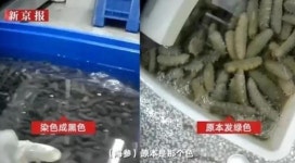 中 수산업체서 해삼·전복 세척에 쓴 흰 가루 정체는?…충격