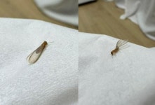 집도 무너뜨린다는 이 벌레가 강남에?…당국, 조사 나섰다