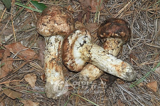 가을 송이는 어디로? 국내 최대 생산지 영덕 송이 축제