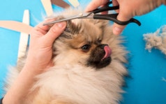 개를 책상에 내려찍어…동물병원서 개 학대한 미용사 벌금형