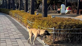 들개가 사람 얼굴까지 물었다…부산시민공원 포획 나서