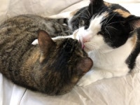 [Pet] 알로 그루밍(Allo grooming)…너를 그루밍하는 이유