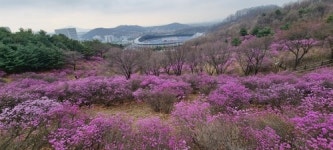 [Travel] 달콤한 봄에 취하다...꽃동네 부천