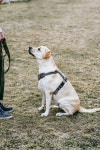[Pet] 국가가 인정한 지도력…반려동물 행동지도사