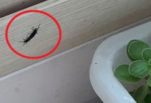 구청장이 직접 나섰다…러브버그 대대적인 방역 돌입