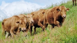 금보다 비싼 건데…우량 한우 정액 훔친 30대 처벌은?