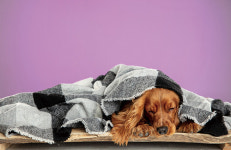 [Pet] 우리 집 개도 꿈을 꿀까?…개가 꾸는 꿈