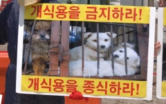 개식용종식법 내일 시행…2027년부터 식용 사육·유통·도살 등 금지