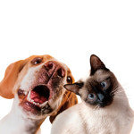 [Pet] 화장실 앞 귀여운 ‘미저리’…반려견의 화장실 에스코트