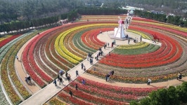 [남도마실] 여기가 네덜란드! 튤립 축제 열리는 신안 섬은?
