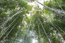 [Travel]죽녹원 바람 소리가 들리는 담양 여행