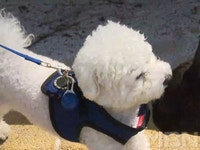 새벽에 불 나자 멍멍! 반려견이 일가족 구했다 [짤e몽땅]