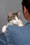[Pet] 고양이계의 MBTI ‘우리 집 고양이는 어떤 유형?’