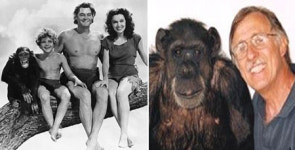 영화 타잔의 치타, 77번째 생일…최장수 동물 스타