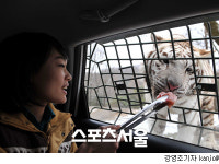 백호는 어떤 동물?