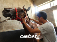 이콰인 마사지를 아세요? 국내1호 말마사지사 박경근
