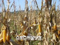 [財界] 한진그룹 제동목장, ‘사료형 슈퍼옥수수’ 개발