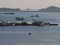 [주말In&Out] 새시대-새여행, 천수만 탐조여행