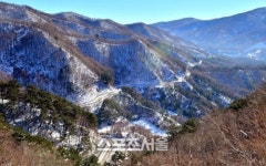 자작나무 숲을 찾아떠난 겨울 태백고원 여행
