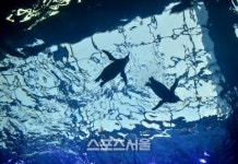 제주도 좋아 한결 여유로운 제주도의 동편.