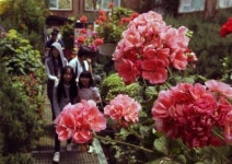 포천 허브아일랜드 2013 제라늄 축제