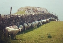 아일랜드 목장의 여름, 돌담밑에 일렬로! 왜?