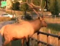 나주 한옥촌 엘크 출현, 어떤 동물이길래?