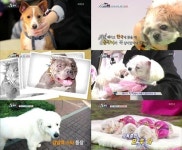 [SS다시보기] 슈퍼독 첫방, 개판 넘어 감동 물결