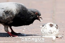 집 찾아온 비둘기 화제! 무슨 인연일까?