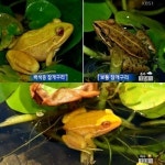 황금개구리 발견 올챙이 2마리 성체로 자랐다!
